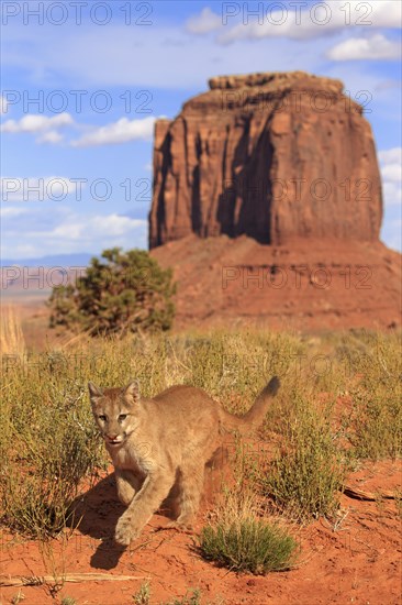 Puma