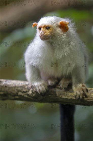 Silvery Marmoset (Callithrix argentata