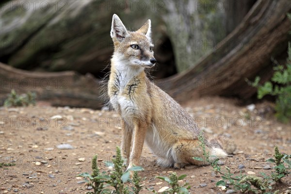 Corsac Fox (corsac vulpes)