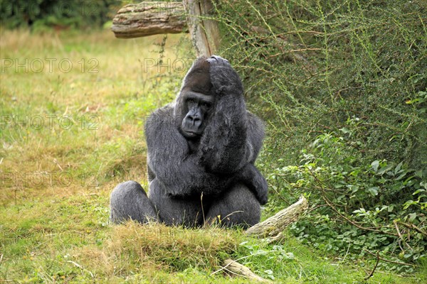 Western Lowland Gorilla (Gorilla gorilla gorilla)