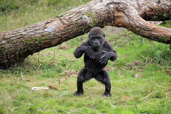 Western Lowland Gorilla (Gorilla gorilla gorilla)