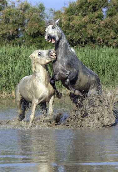 Camargue horses (Equus ferus caballus)