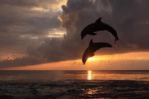 Bottlenose Dolphin (Tursiops truncatus)