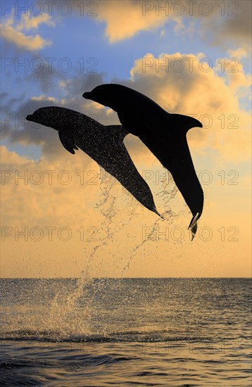 Bottlenose Dolphin (Tursiops truncatus)
