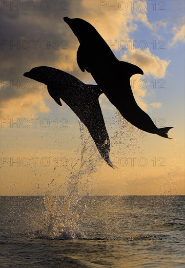 Bottlenose Dolphin (Tursiops truncatus)