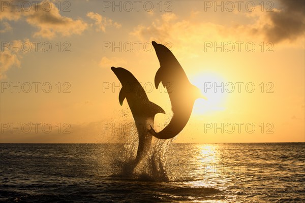 Bottlenose Dolphin (Tursiops truncatus)
