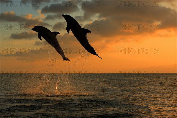 Bottlenose Dolphin (Tursiops truncatus)