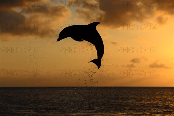 Bottlenose Dolphin (Tursiops truncatus)