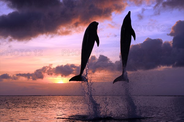 Bottlenose Dolphin (Tursiops truncatus)