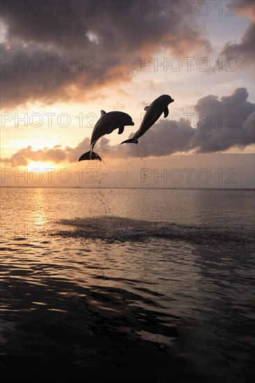 Bottlenose Dolphin (Tursiops truncatus)