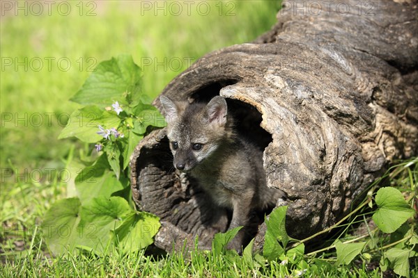Gray Fox (Urocyon cinereoargenteus)