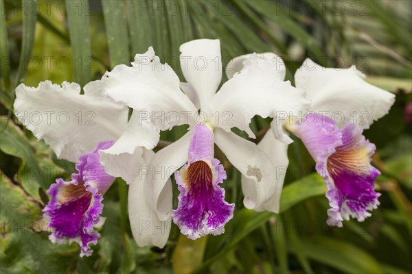 Cattleya Orchid (Cattleya)