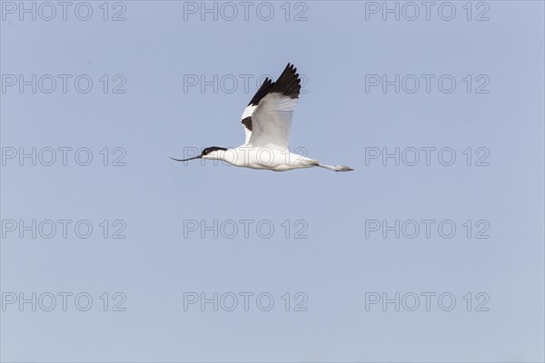 Pied avocet (Recurvirostra avosetta) in flight