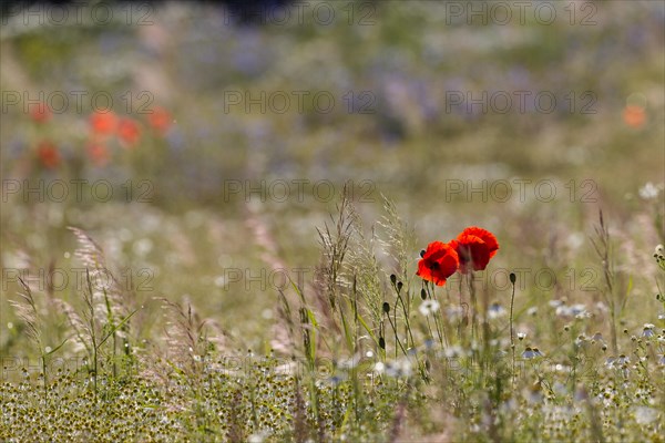 Corn Poppies (Papaver rhoeas)