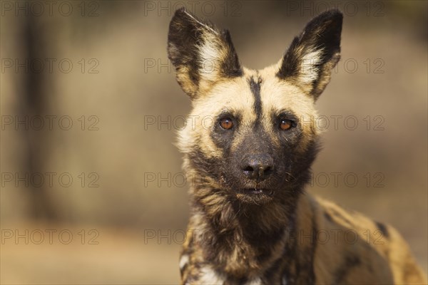 African Wild Dog (Lycaon pictus)