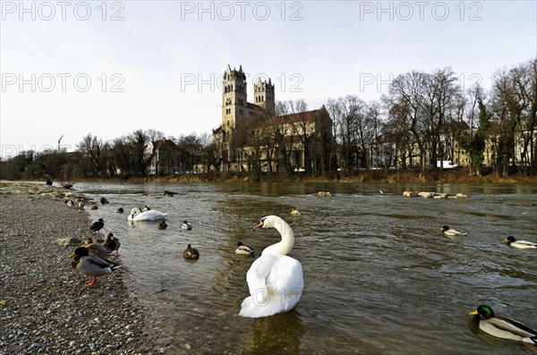 Swans and ducks on the river Isar