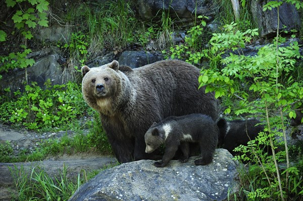 Brown Bear (Ursus arctos) with its cubs