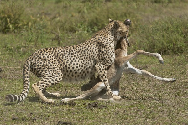 Cheetah (Acinonyx jubatus) killing a Blue Wildebeest (Connochaetes taurinus) calf by biting its throat