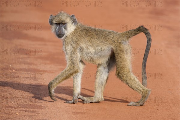 Olive Baboon or Anubis Baboon (Papio anubis)