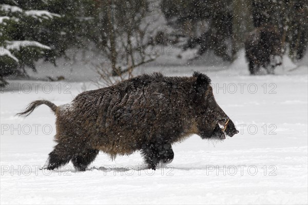 Wild boar (Sus scrofa)