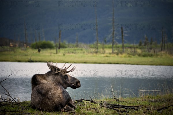 Moose (Alces alces)