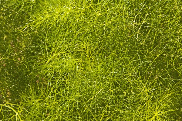 Fennel plant (Foeniculum vulgare)