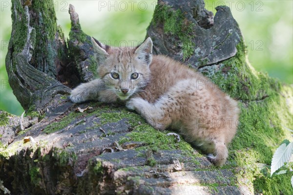 Eurasian Lynx (Lynx lynx)
