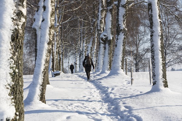 Snow-covered tree-lined path