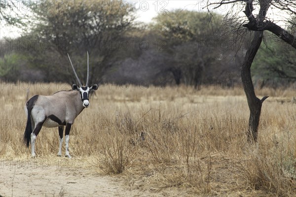 Oryx