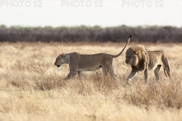 Lion (Panthera leo)