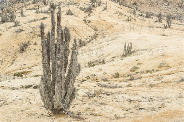 Copao Cactus (Eulychnia breviflora