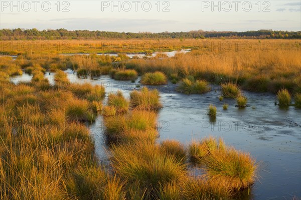 Moor in the evening light in autumn