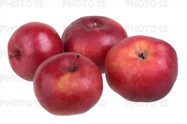 Apple variety Danzig Kant