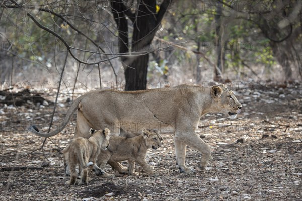 Asiatic lion (Panthera leo persica)