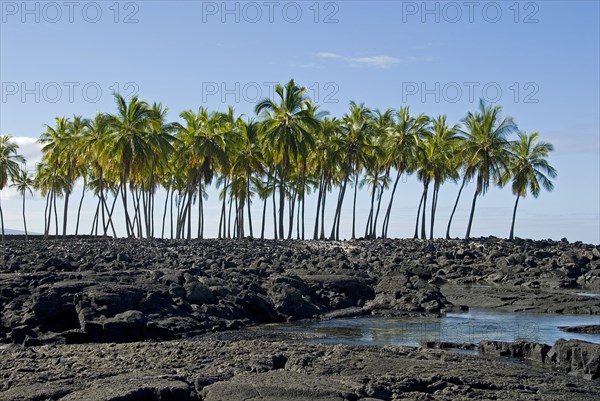 Palm grove