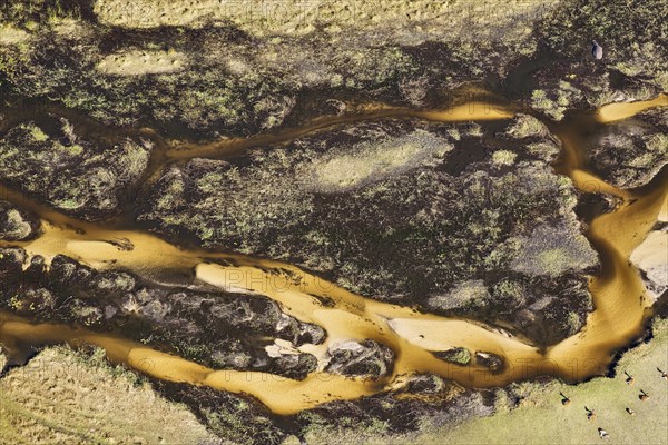 Freshwater marshes with sandy streams