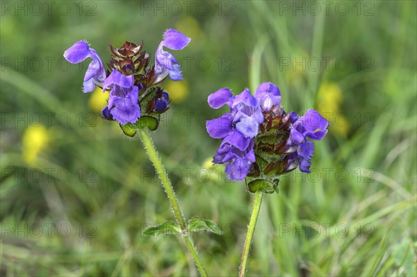 Large Self-heal (Prunella grandiflora)