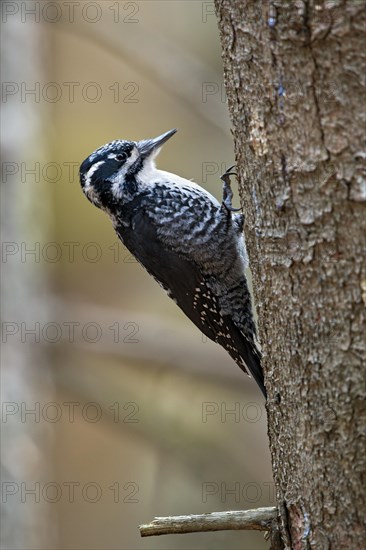Eurasian Three-toed Woodpecker (Picoides tridactylus)