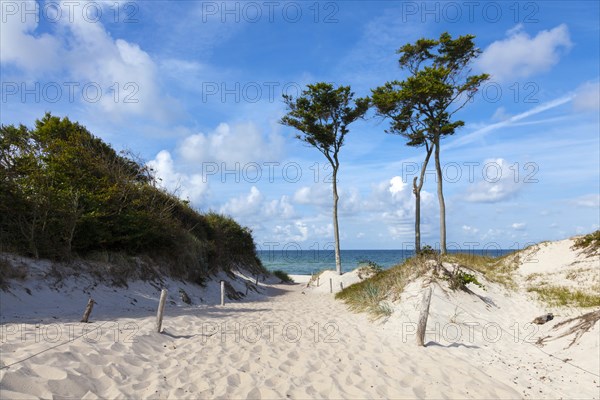 Dunes with windswept trees