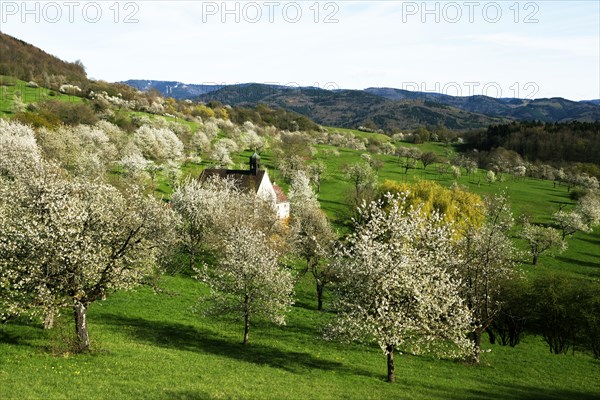 Cherry blossom