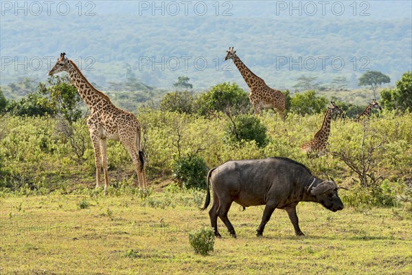 Giraffes (Giraffa camelopardalis) and a Cape buffalo (Syncerus caffer)