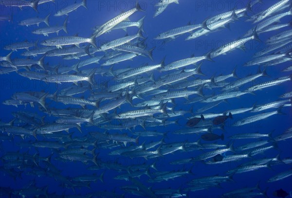 School of Blackfin Barracuda (Sphyraena qenie)
