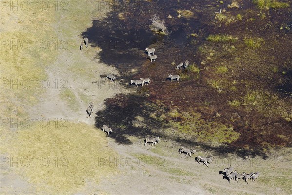 Burchell's Zebras (Equus quagga burchelli)