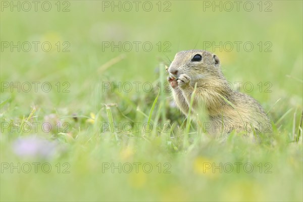 European Suslik or European Ground Squirrel (Spermophilus citellus) feeding on a meadow