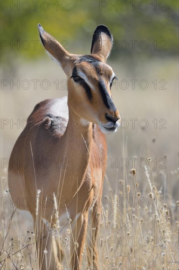 Black-faced Impala (Aepyceros melampus petersi)