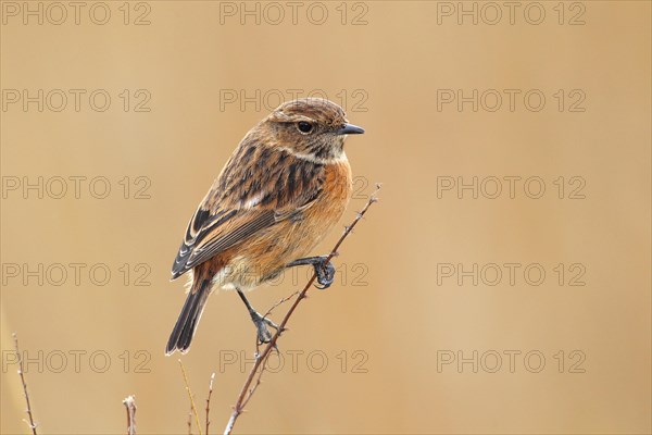 Stonechat (Saxicola rubicola) female sitting on a branch