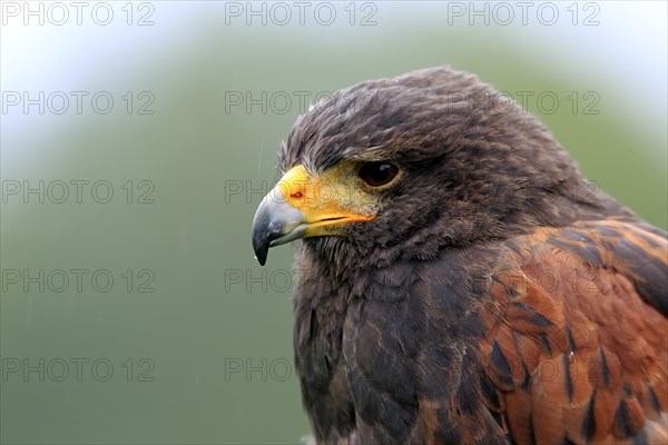 Harris's Hawk (Parabuteo unicinctus)