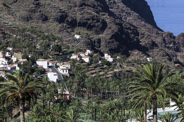 Canary Island Date Palms (Phoenix canariensis)