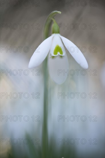 Snowdrop (Galanthus nivalis)