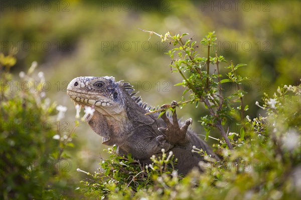 West Indian Iguana (Iguana delicatissima) Petite Terre